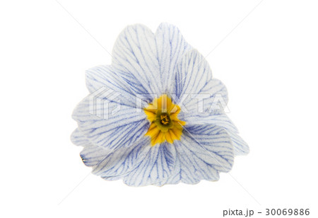 Primrose flower isolated 30069886