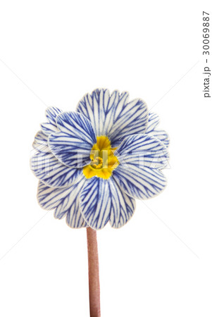 Primrose flower isolated 30069887