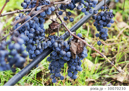 Clusters on a vine and watering system 30070230