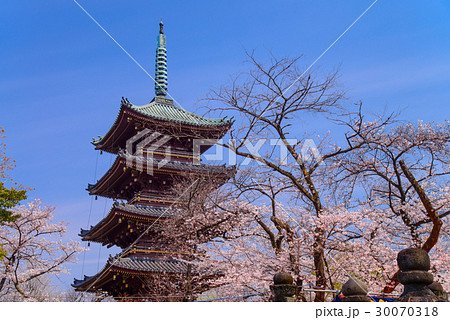 旧寛永寺五重塔、桜の季節 旧寛永寺五重塔、桜の季節 30070318