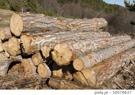 Stack dry trees of coniferous timber in a mountain 30070637