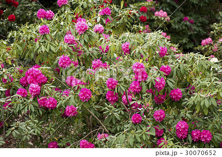 シャクナゲの花 シャクナゲの花 30070652