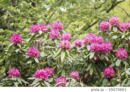 シャクナゲの花 シャクナゲの花 30070661