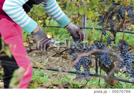 Grapes harvesting Grapes harvesting 30070766