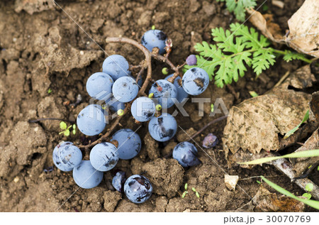 Grapes on the ground Grapes on the ground 30070769