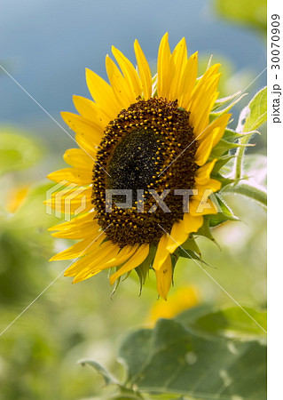 ヒマワリ 30070909