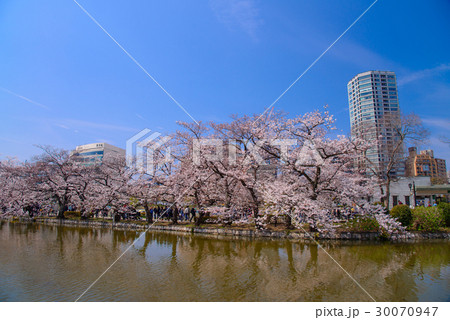 上野恩賜公園、不忍池の桜 30070947