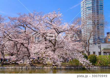 上野恩賜公園、不忍池の桜 上野恩賜公園、不忍池の桜 30070949