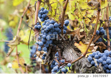 Merlot cluster on a vine Merlot cluster on a vine 30070997