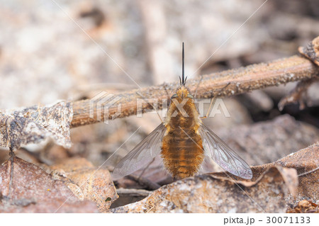 ビロードツリアブ Bee-fly ハエ アブ ビロードツリアブ Bee-fly ハエ アブ 30071133