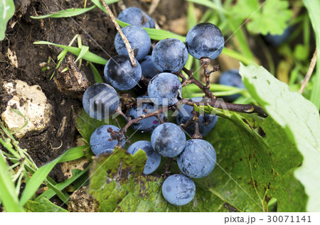 Merlot grapes on a ground Merlot grapes on a ground 30071141