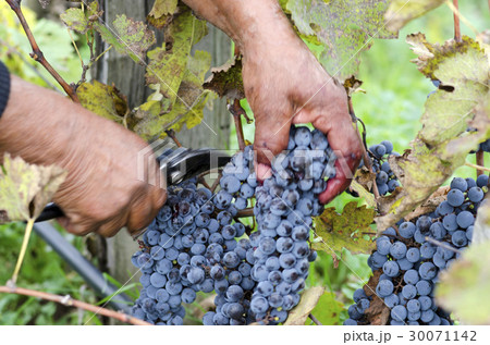 Motion blur harvesting Motion blur harvesting 30071142