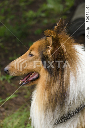 Collie in the park Collie in the park 30071144
