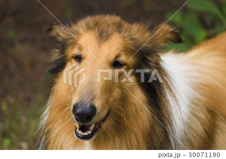 Scottish shepherd on a outdoor walk Scottish shepherd on a outdoor walk 30071190