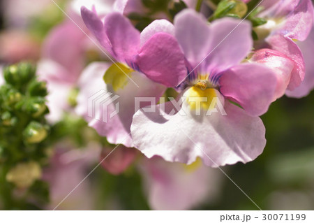 ネメシアメロウ 花 ネメシアメロウ 花 30071199