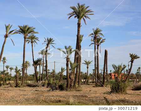 Dromedaries in the West Sahara 30071219