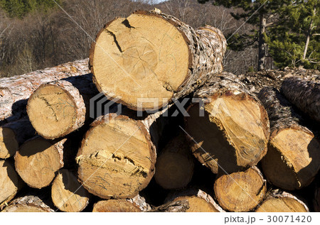 Timber of coniferous stack in a mountain 30071420