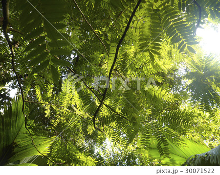 Green roof in the jungle 30071522