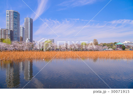 上野恩賜公園、不忍池の桜 30071915