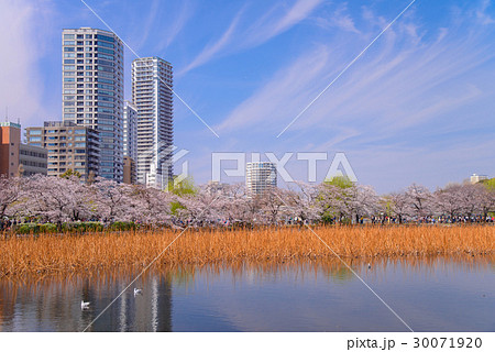 上野恩賜公園、不忍池、桜の季節 30071920