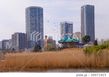 上野恩賜公園、不忍池の桜 30071925