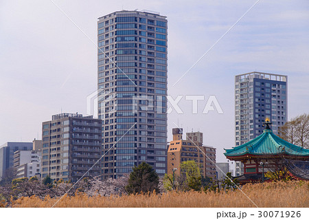 上野恩賜公園、不忍池の桜 上野恩賜公園、不忍池の桜 30071926