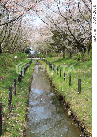 桜舞う小川 30072659