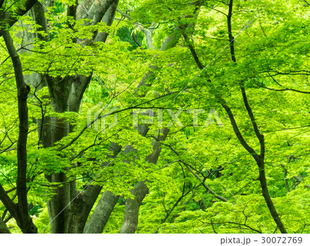 新緑の背景画像 新緑の背景画像 30072769