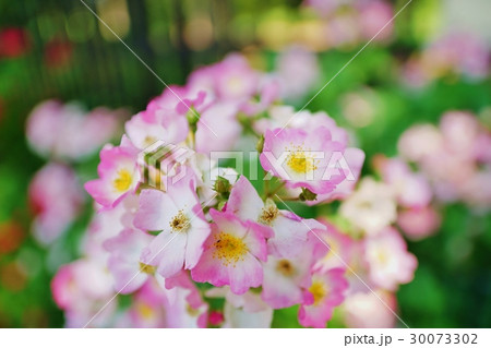 ノイバラ 30073302