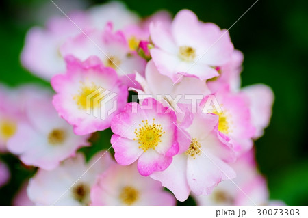 ノイバラ 30073303