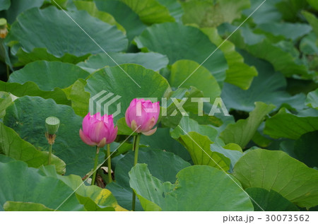 蓮の花 蓮の花 30073562