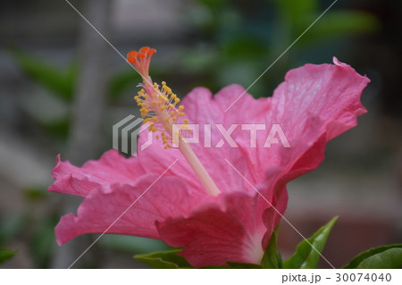 花 フラワー お花 30074040
