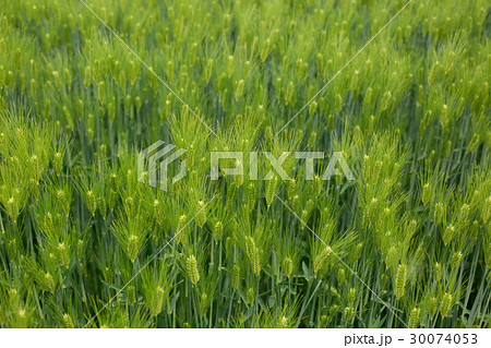 大麦の穂 30074053