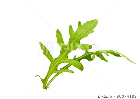 rucola isolated 30074185