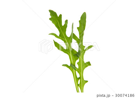 rucola isolated rucola isolated 30074186
