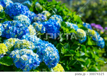 晴れの日のアジサイ 紫陽花 あじさい 梅雨時期 晴れの日のアジサイ 紫陽花 あじさい 梅雨時期 30074325
