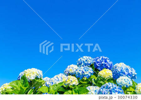 晴れの日のアジサイ　紫陽花　あじさい　梅雨時期 30074330