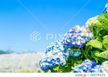晴れの日のアジサイ　紫陽花　あじさい　梅雨時期 30074331