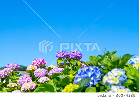 晴れの日のアジサイ　紫陽花　あじさい　梅雨時期 30074339
