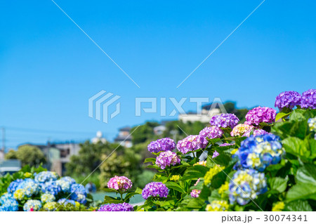 晴れの日のアジサイ　紫陽花　あじさい　梅雨時期 30074341