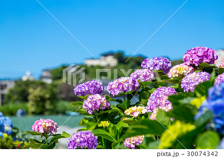 晴れの日のアジサイ 紫陽花 あじさい 梅雨時期の写真素材