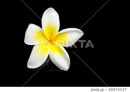 Plumeria on blck background. Plumeria on blck background. 30074537