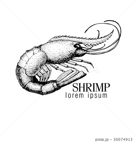 Vector banner with shrimp. 30074913
