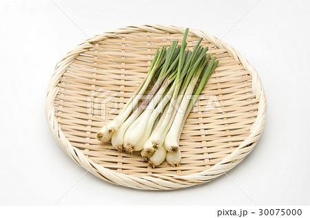 島らっきょう(沖縄 島野菜) 島らっきょう(沖縄 島野菜) 30075000