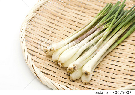 島らっきょう（沖縄 島野菜） 30075002