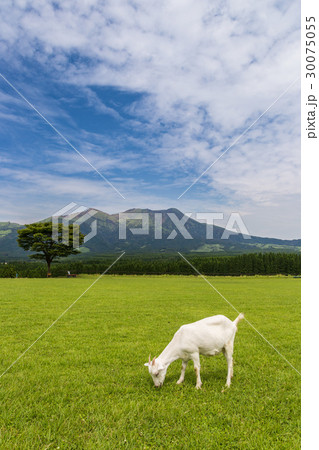 Goat eating grass near Aso mountain in Kumamoto 30075055