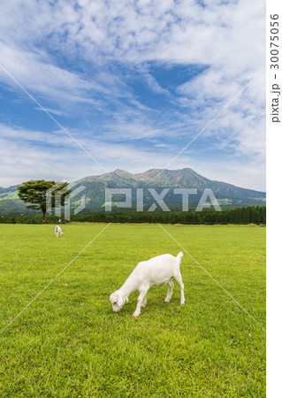 Goat eating grass near Aso mountain in Kumamoto Goat eating grass near Aso mountain in Kumamoto 30075056