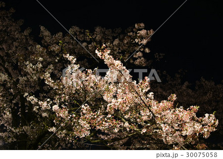 夜桜 夜桜 30075058
