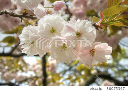 満開に咲いた桜、フゲンゾウ 30075367