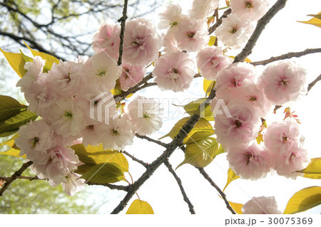 フゲンゾウ 30075369